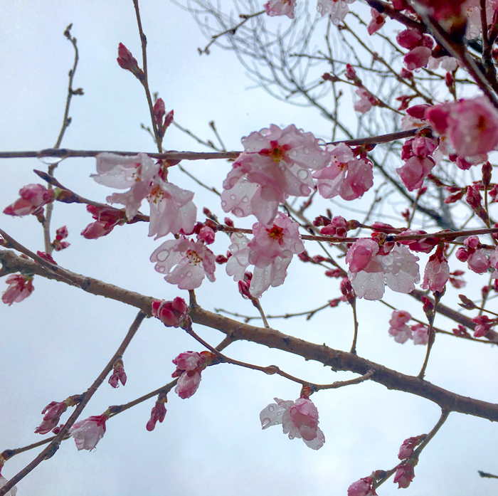 雨に濡れる桜の花びら