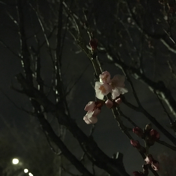 狭山池夜桜