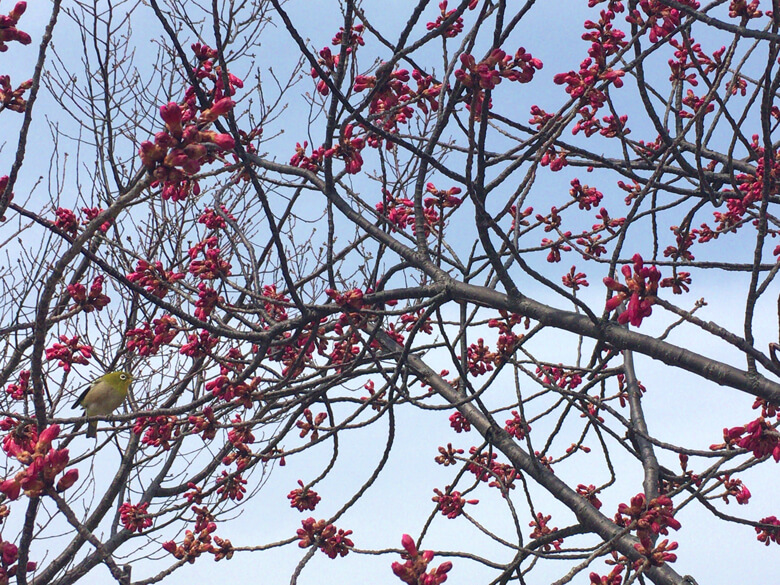桜の木にメジロ
