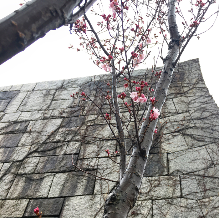 博物館の裏の桜