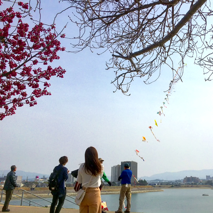 桜と連凧と狭山池