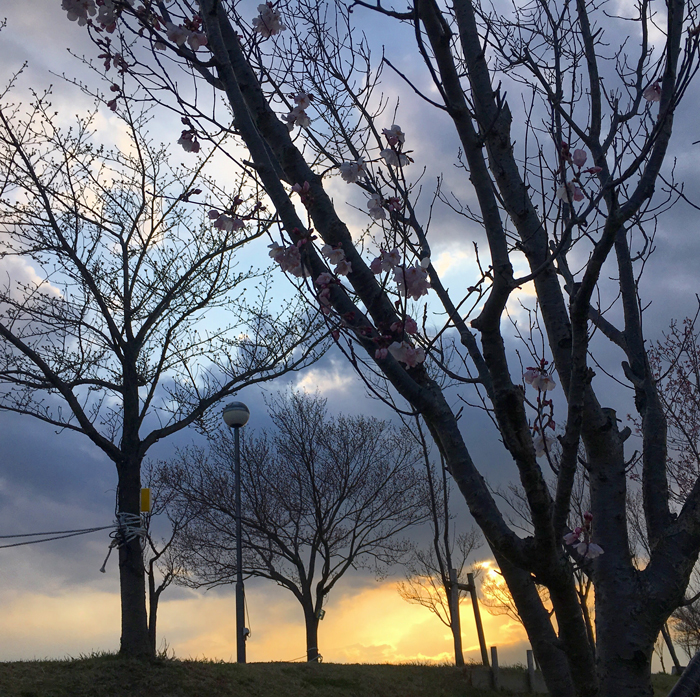 狭山池の桜と夕日
