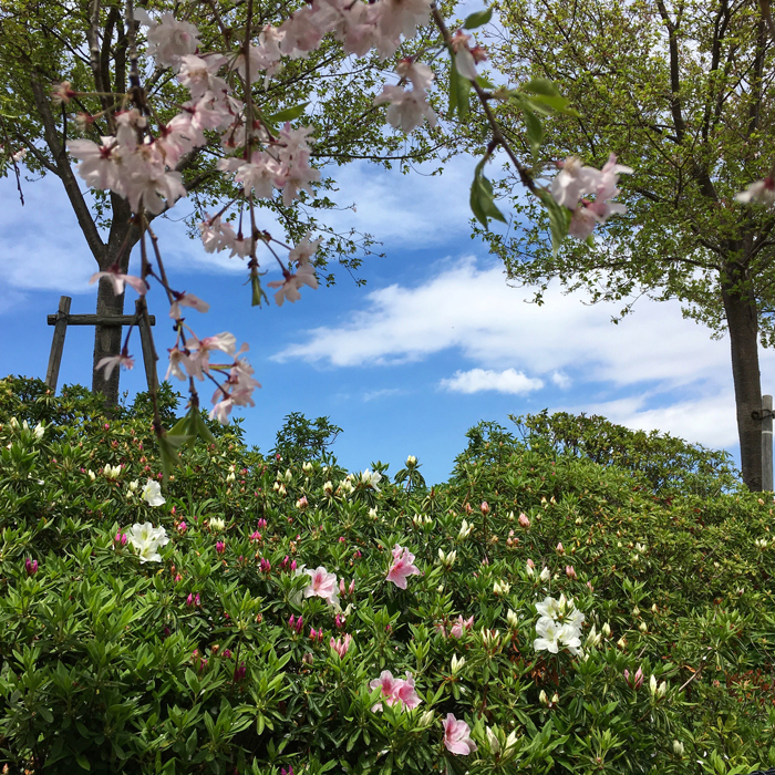 狭山池のしだれ桜とツツジと青空