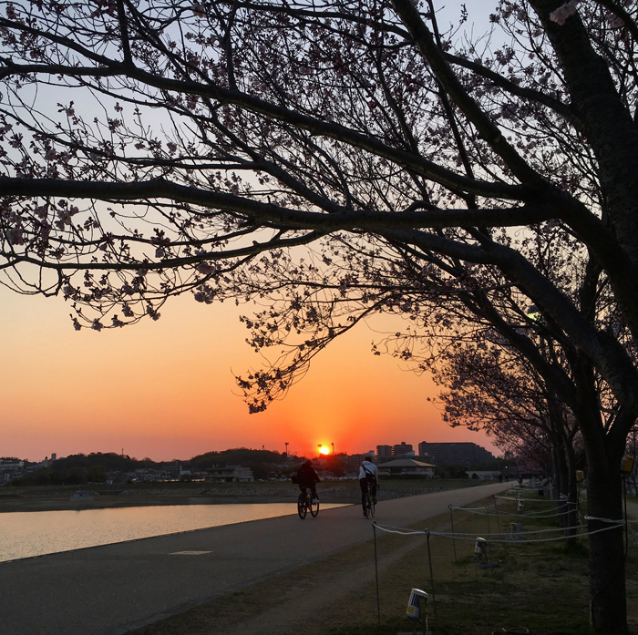 夕日と桜のライトアップ