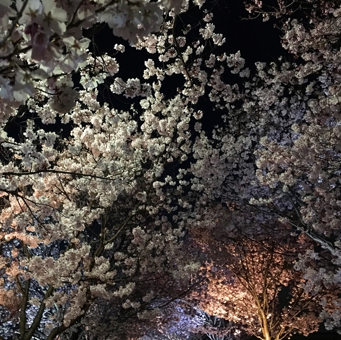 狭山池ライトアップ夜桜