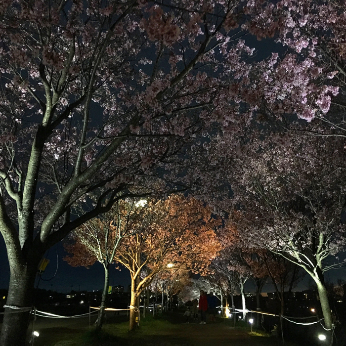夜桜ライトアップ延長