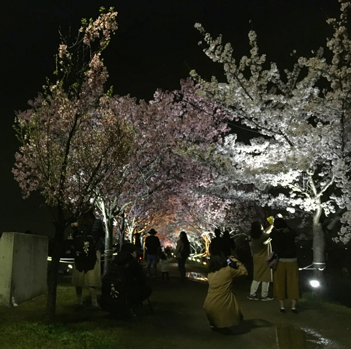 第9回 桜まつり春ライトアップ（最終日）