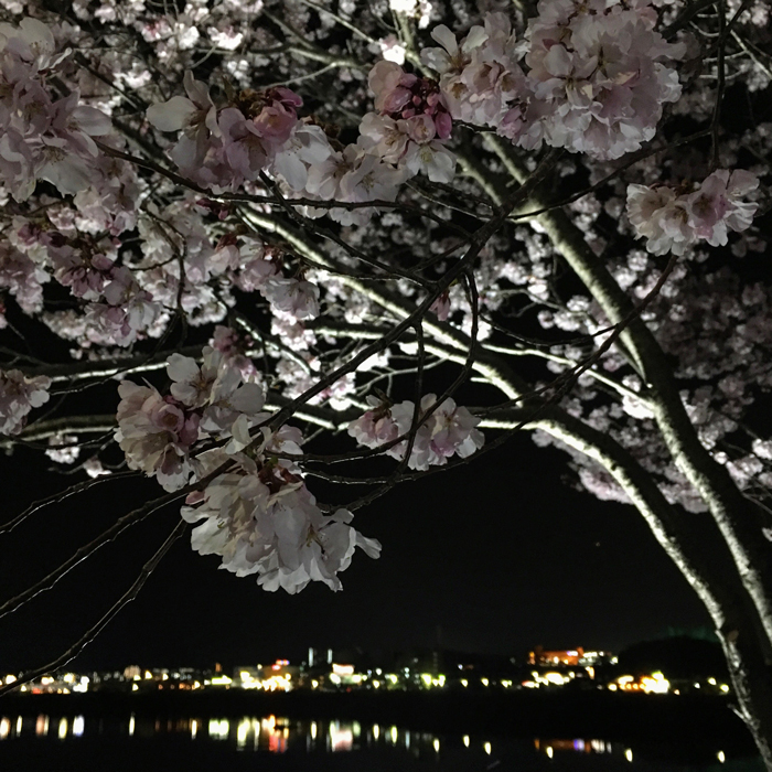 ライトアップ夜桜と狭山池