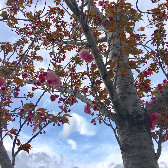 狭山池の八重桜