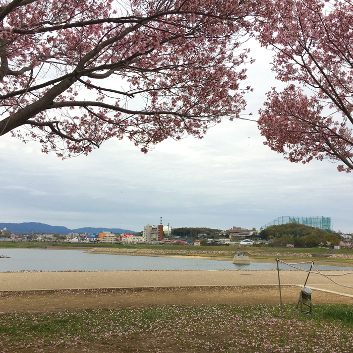 風ピューピュー 桜の花びらヒラヒラ