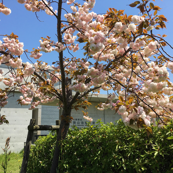 狭山池博物館入口の桜
