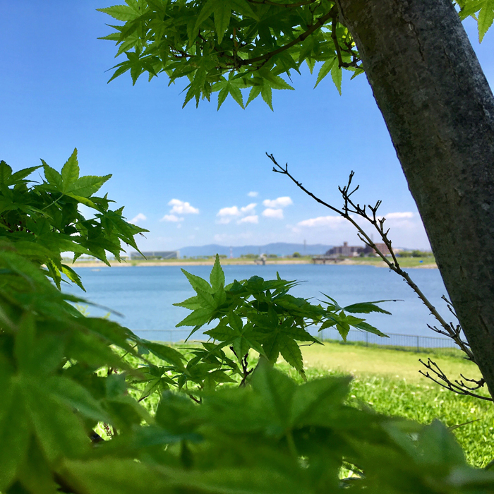 緑の紅葉と狭山池と空の青