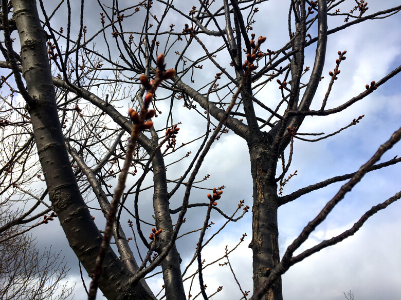 桜の芽