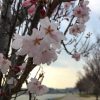 狭山池の桜