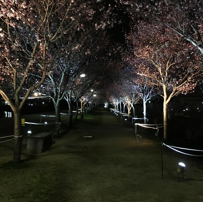 夜桜のライトアップはじまったポン