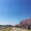 ポカポカ陽気の桜