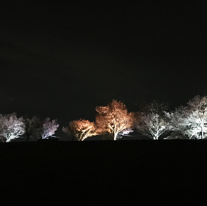 狭山池の夜桜ライトアップ延長最終日