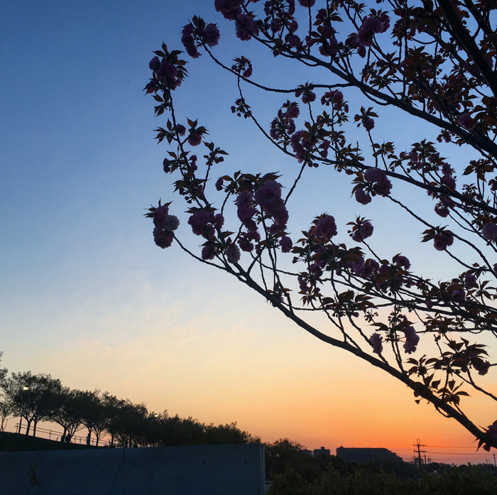 夕日と八重桜