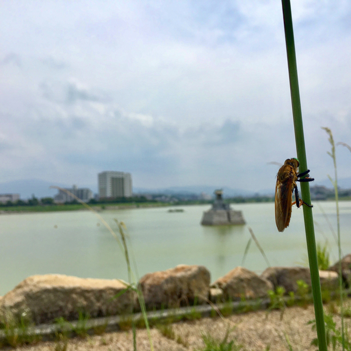 狭山池とハチ