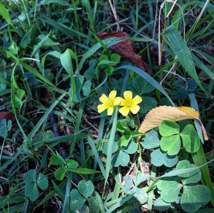 狭山池の黄色い花