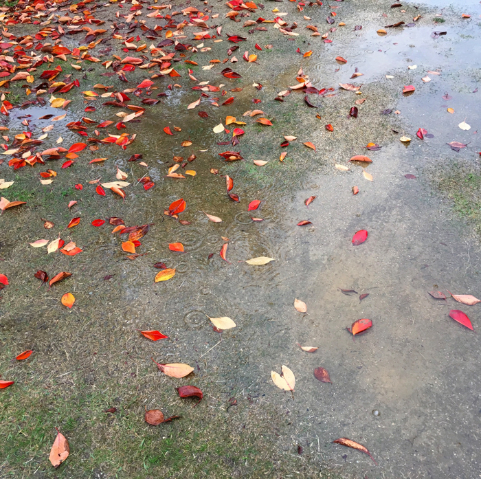 狭山池の落ち葉と雨