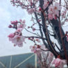 桜と狭山池博物館