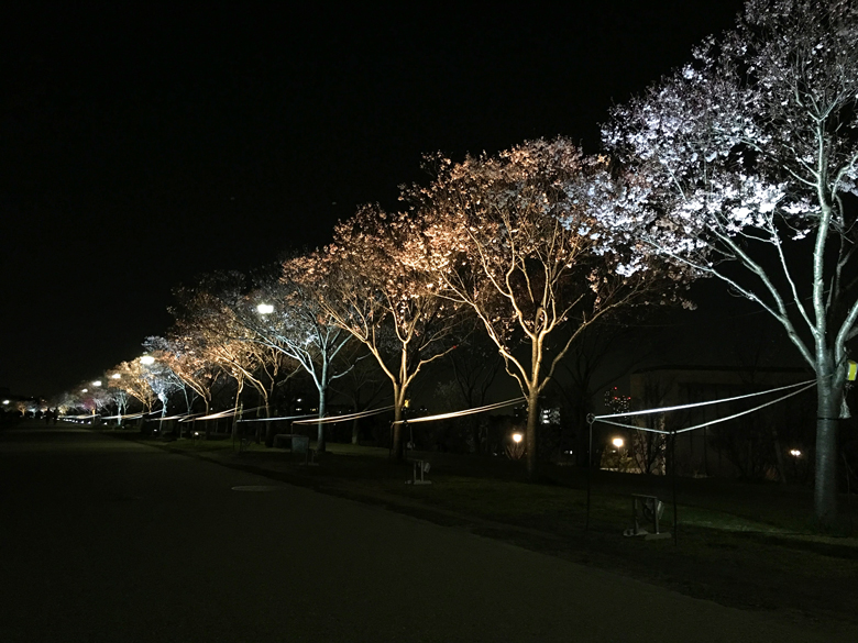 狭山池の夜桜ライトアップ
