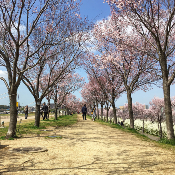 狭山池の桜並木