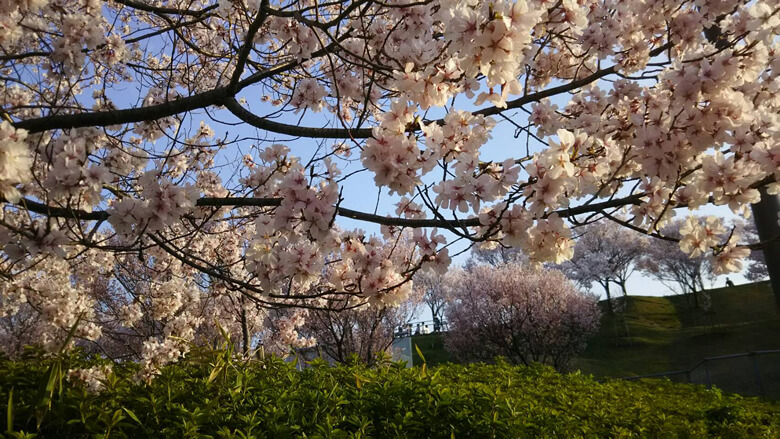 桜を見ながら狭山池を散歩するのが好きです