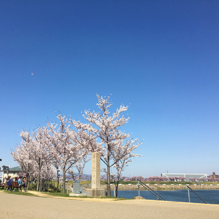 桜と名勝狭山池