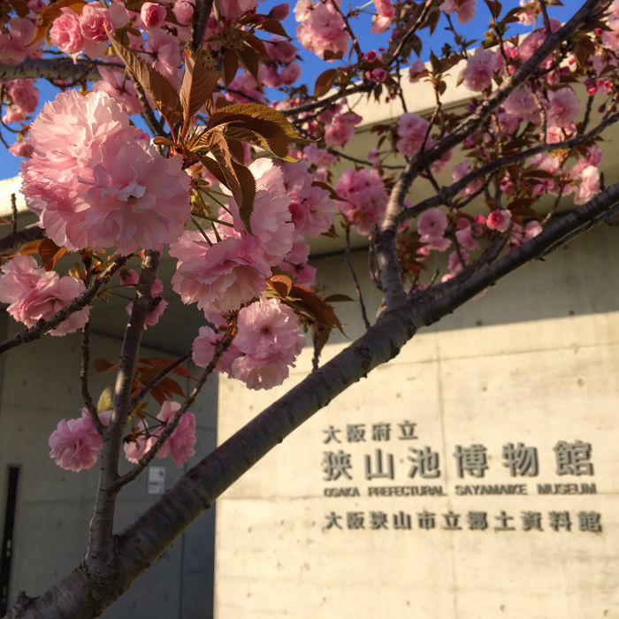 博物館前の八重桜