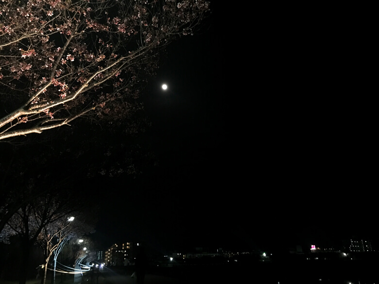 月と夜桜がポン☆