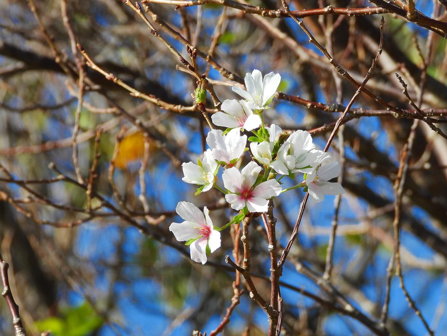 季節外れの桜