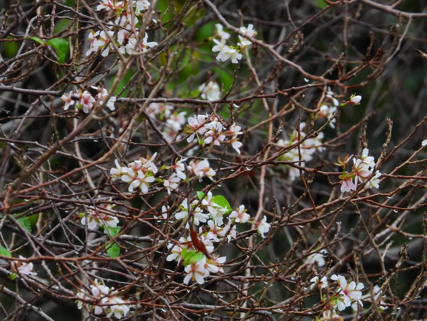 季節外れの桜