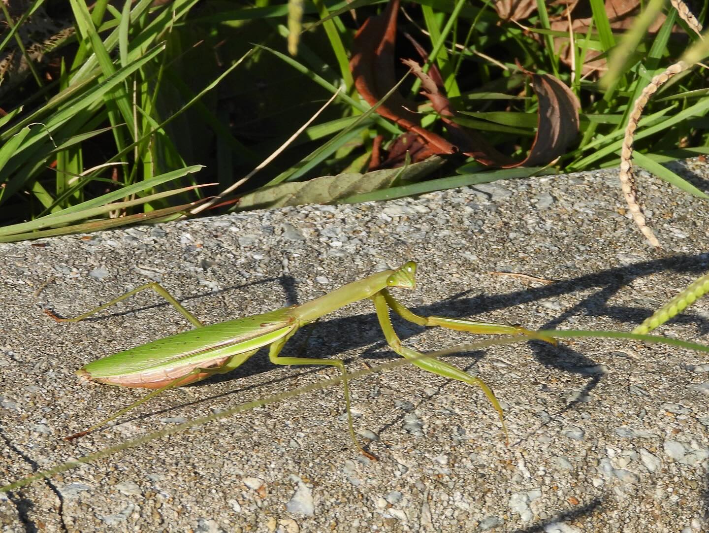 カマキリ