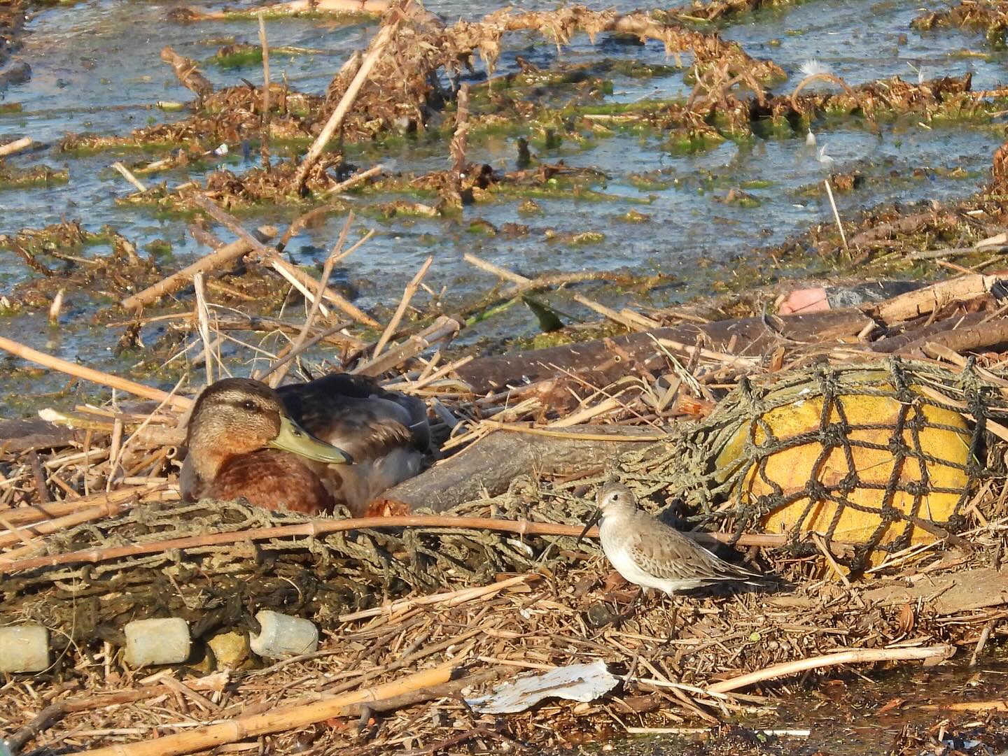 マガモ・ハマシギ